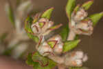 Dogtongue buckwheat